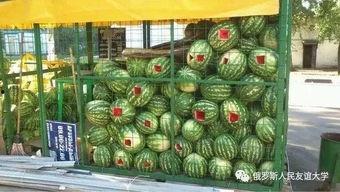 吃瓜网每日大赛主题大赛,揭秘吃瓜网每日大赛主题大赛精彩瞬间